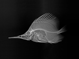 Longnose Butterflyfish Photographic Print by Sandra J. Raredon