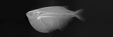 Spotted Hatchetfish Photographic Print by Sandra J. Raredon