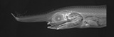 Unicorn Crestfish Photographic Print by Sandra J. Raredon
