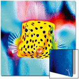 Poisson Bonbon Kunstdrucke von Dospital 