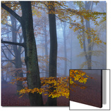 Autumn Forest Kunstdrucke von Strand 