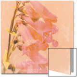 Romantic Foxglove Prints by Lambert 