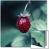 Taste of Summer Prints by Seidel 