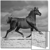 Black Horse Poster von Llovet 