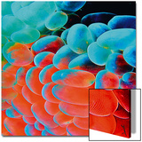 La Promesse Prints by Dospital 