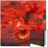 Coquelicot rouge Posters by Maïlo-M-L Vareilles 