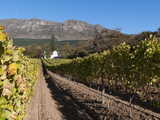 Buitenverwachting Wine Farm, Constantia, Cape Province, South Africa, Africa Photographic Print by Sergio Pitamitz
