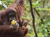 Jochen Schlenker - Orangutan (Pongo Borneo), Semenggoh Wildlife Reserve, Sarawak, Borneo, Malaysia Fotografická reprodukce Jochen Schlenker - Orangutan (Pongo Borneo), Semenggoh Wildlife Reserve, Sarawak, Borneo, Malaysia Fotografická reprodukce