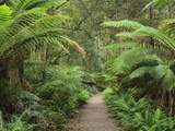 Footpath Through Temperate Rainforest, Strahan, Tasmania, Australia, Pacific Photographic Print by Jochen Schlenker