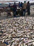 Fish For Sale Laid Out on the Ground at the Fish Market, Nouadhibou, Mauritania, Africa Photographic Print by Michael Runkel