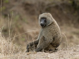 Olive Baboon (Papio Anubis), Masai Mara, Kenya, East Africa, Africa Photographic Print by Sergio Pitamitz