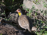 Yellow-Necked Spurfowl (Francolinus Leucoscepus), Lualenyi Game Reserve, Kenya, East Africa, Africa Photographic Print by Sergio Pitamitz