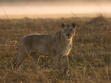Lioness in the Mist at Sunrise, Busanga Plains, Kafue National Park, Zambia, Africa Photographic Print by Sergio Pitamitz