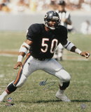 Mike Singletary Chicago Bears Autographed Photo (Hand Signed Collectable) Photo