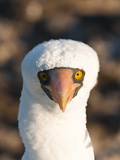 Nazca Booby (Sula Dactylatra), Suarez Point, Isla Espanola (Hood Island), Galapagos Islands Photographic Print by Michael DeFreitas