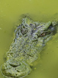 Saltwater Or Estuarine Crocodile (Crocodylus Porosus), Sarawak, Borneo, Malaysia Fotoprint van Jochen Schlenker Saltwater Or Estuarine Crocodile (Crocodylus Porosus), Sarawak, Borneo, Malaysia Fotoprint van Jochen Schlenker