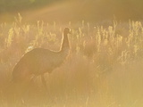 Emu, Wilsons Promontory National Park, Victoria, Australia, Pacific Photographie par Jochen Schlenker