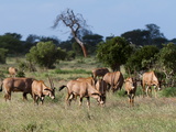 Oryx (Oryx Gazella), Tsavo East National Park, Kenya, East Africa, Africa Photographic Print by Sergio Pitamitz