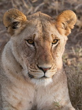 Lion (Panthera Leo), Masai Mara, Kenya, East Africa, Africa Photographic Print by Sergio Pitamitz