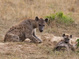 Spotted Hyaena (Crocuta Crocuta), Masai Mara, Kenya, East Africa, Africa Photographic Print by Sergio Pitamitz