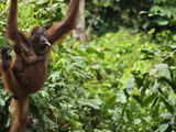 Jochen Schlenker - Orangutan (Pongo Borneo), Sabah, Borneo, Malaysia, Southeast Asia, Asia Fotografická reprodukce Jochen Schlenker - Orangutan (Pongo Borneo), Sabah, Borneo, Malaysia, Southeast Asia, Asia Fotografická reprodukce
