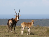 Blesbok (Damaliscus Dorcas), Kariega Game Reserve, South Africa, Africa Photographic Print by Sergio Pitamitz