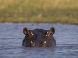 Hippopotamus (Hippopotamus Amphibius), Busanga Plains, Kafue National Park, Zambia, Africa Photographic Print by Sergio Pitamitz