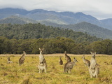 Eastern Grey Kangaroos, Geehi, Kosciuszko National Park, New South Wales, Australia, Pacific Fotografie-Druck von Jochen Schlenker