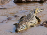 Nile Crocodile (Crocodylus Niloticus), Tsavo East National Park, Kenya, East Africa, Africa Reprodukcja zdjęcia autor Sergio Pitamitz