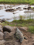 Nile Crocodile (Crocodylus Niloticus), Tsavo East National Park, Kenya, East Africa, Africa Reprodukcja zdjęcia autor Sergio Pitamitz