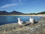 Seagulls, Wineglass Bay, Freycinet National Park, Freycinet Peninsula, Tasmania, Australia, Pacific Lámina fotográfica por Jochen Schlenker