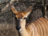 Nyala (Tragelaphus Angasii), Kapama Game Reserve, South Africa, Africa Photographic Print by Sergio Pitamitz