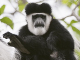 Black and White Colobus Monkey (Colobus Guereza), Samburu National Park, Kenya, East Africa, Africa Photographic Print by Sergio Pitamitz