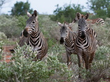 Grant's Zebra (Equus Quagga Boehmi), Lualenyi Game Reserve, Kenya, East Africa, Africa Photographic Print by Sergio Pitamitz