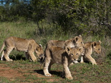 Lion (Panthera Leo), Kariega Game Reserve, South Africa, Africa Photographic Print by Sergio Pitamitz