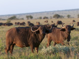African Buffalo (Syncerus Caffer), Lualenyi Game Reserve, Kenya, East Africa, Africa Photographic Print by Sergio Pitamitz