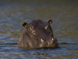 Hippopotamus, Lunga River, Kafue National Park, Zambia, Africa Photographic Print by Sergio Pitamitz