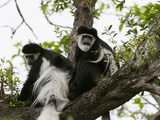 Black and White Colobus Monkey (Colobus Guereza), Samburu National Park, Kenya, East Africa, Africa Photographic Print by Sergio Pitamitz