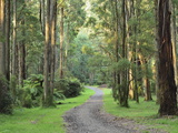Mountain Ash Forest, Dandenong Ranges National Park, Dandenong Ranges, Victoria, Australia, Pacific Lámina fotográfica por Jochen Schlenker