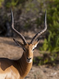 Impala (Aepyceros Melampus), Tsavo East National Park, Kenya, East Africa, Africa Photographic Print by Sergio Pitamitz