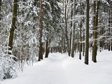 Winter Landscape, Near Koenigsfeld, Black Forest, Baden-Wutttemberg, Germany, Europe Photographic Print by Jochen Schlenker