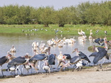 Marabu Storks in the Abiata-Shala National Park, Ethiopia, Africa Photographic Print by Michael Runkel