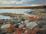 Red Lichen on Rocks, Bay of Fires, Bay of Fires Conservation Area, Tasmania, Australia, Pacific Photographic Print by Jochen Schlenker