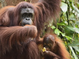 Jochen Schlenker - Orangutan (Pongo Borneo), Semenggoh Wildlife Reserve, Sarawak, Borneo, Malaysia - Fotografik Baskı