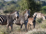 Grant's Zebra (Equus Quagga Boehmi), Lualenyi Game Reserve, Kenya, East Africa, Africa Photographic Print by Sergio Pitamitz