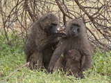 Olive Baboon (Papio Anubis), Samburu National Park, Kenya, East Africa, Africa Photographic Print by Sergio Pitamitz
