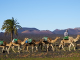 Excursion By Camel to Visit Volcano, National Park of Timanfaya, Lanzarote, Canary Islands, Spain Photographic Print