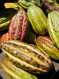 Chocolate Fruits From a Theobroma Cacao Tree, Madagascar, Africa Photographie par Michael Runkel