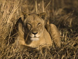 Lioness, Busanga Plains, Kafue National Park, Zambia, Africa Photographic Print by Sergio Pitamitz