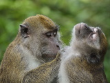 Macaques, Sabah, Borneo, Malaysia, Southeast Asia, Asia Photographic Print by Jochen Schlenker